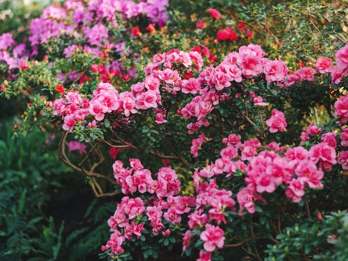 Autumn Sweetheart Azalea, Pink Flowering Shrub, Live Plant (5 Gallon/Potted)
