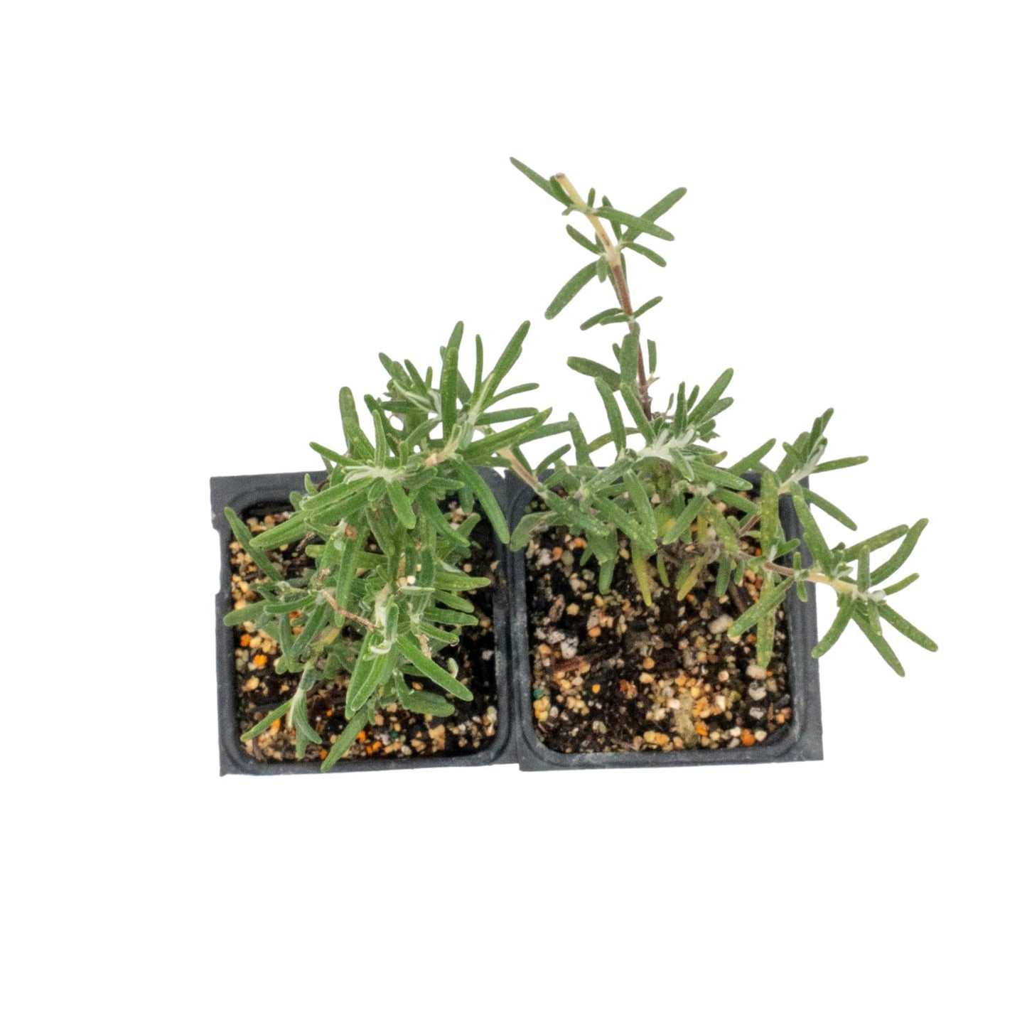 2 Ken Taylor Rosemary in 3.5" Nursery Cubes | Rosmarinus officinalis ‘Ken Taylor’ | Fragrant Evergreen Herb for Cooking, Gardens & Containers | Ready-to-Plant Live Plants