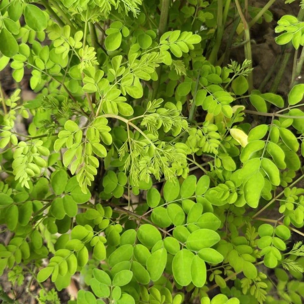 2 Moringa Tree Live Plant Per Pot, 4-7" Tall, Moringa Oleifera Plant, Tropical Herbal Plants for Growing Outdoor