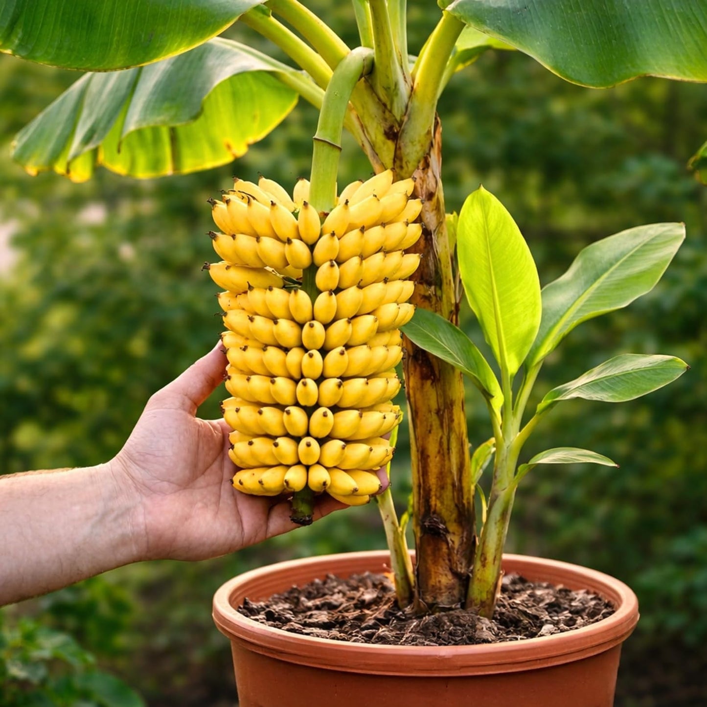 Dwarf Banana Seeds for Planting – Great for Bonsai - Non-GMO Banana Tree Seeds – Tropical Fruit Seeds for Indoor & Outdoor Growing – Grow Your Own Banana Plant (30 Seeds)