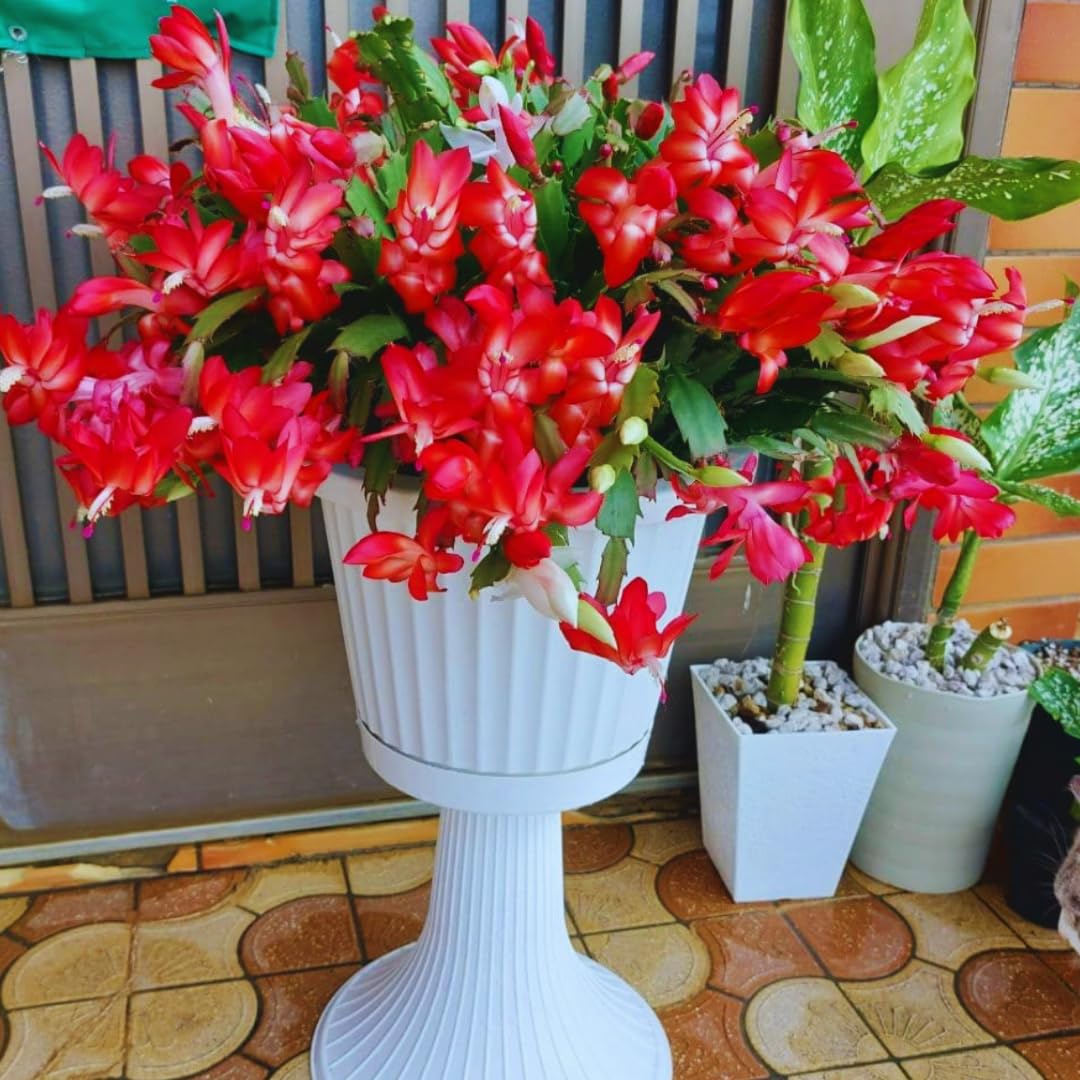 Christmas Cactus Plant Live, Holiday Cactus Live Plant, 4 to 6 Inc Tall, Hanging Baskets Houseplants, 4 Inc Potted, Gardening Indoor Outdoor (Red)