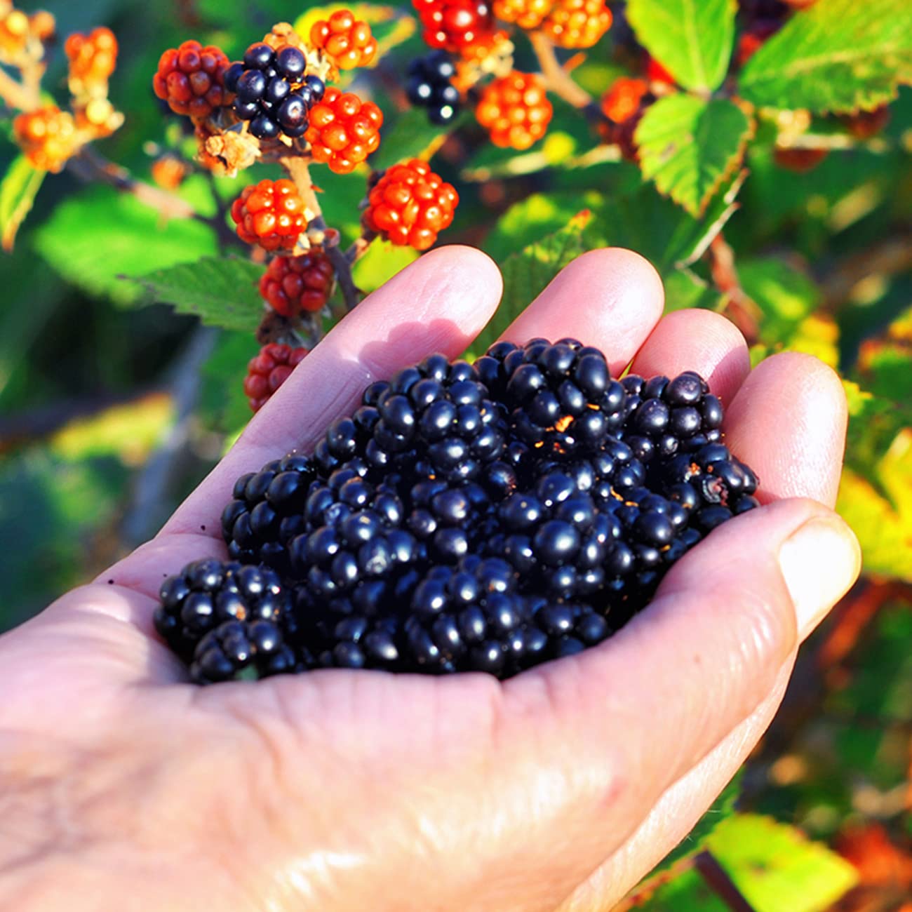 Perfect Plants Triple Crown BlackBerry Bush 1 Gallon | Live Vining Fruit for Outdoor Planting | Large Fruits for Home Gardens | Dark Purple Berries are Sweet & Healthy