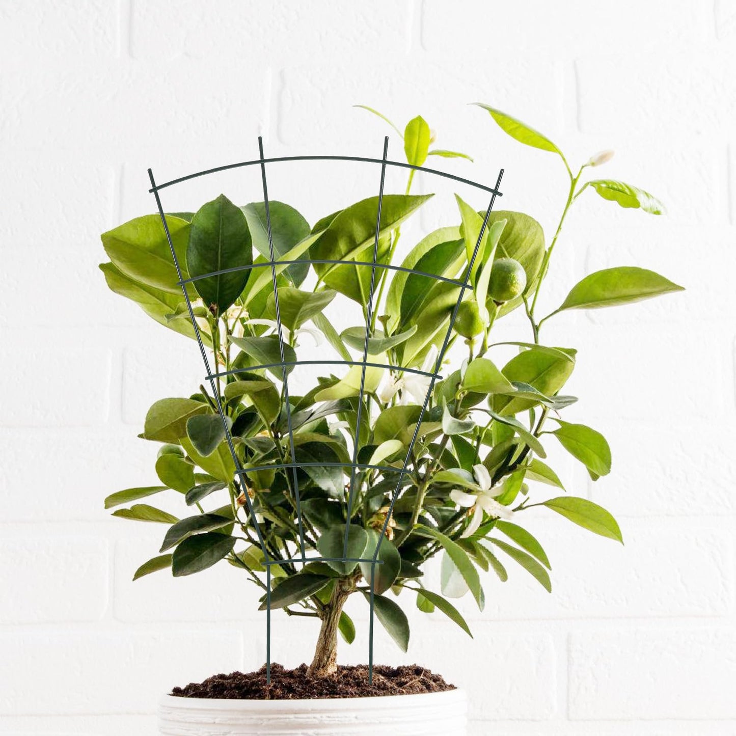 NUOBESTY Metal Plant Trellis Vine Climbing Support Rack for Garden and Indoor Potted Plants with Sturdy Outdoor Metal Frame