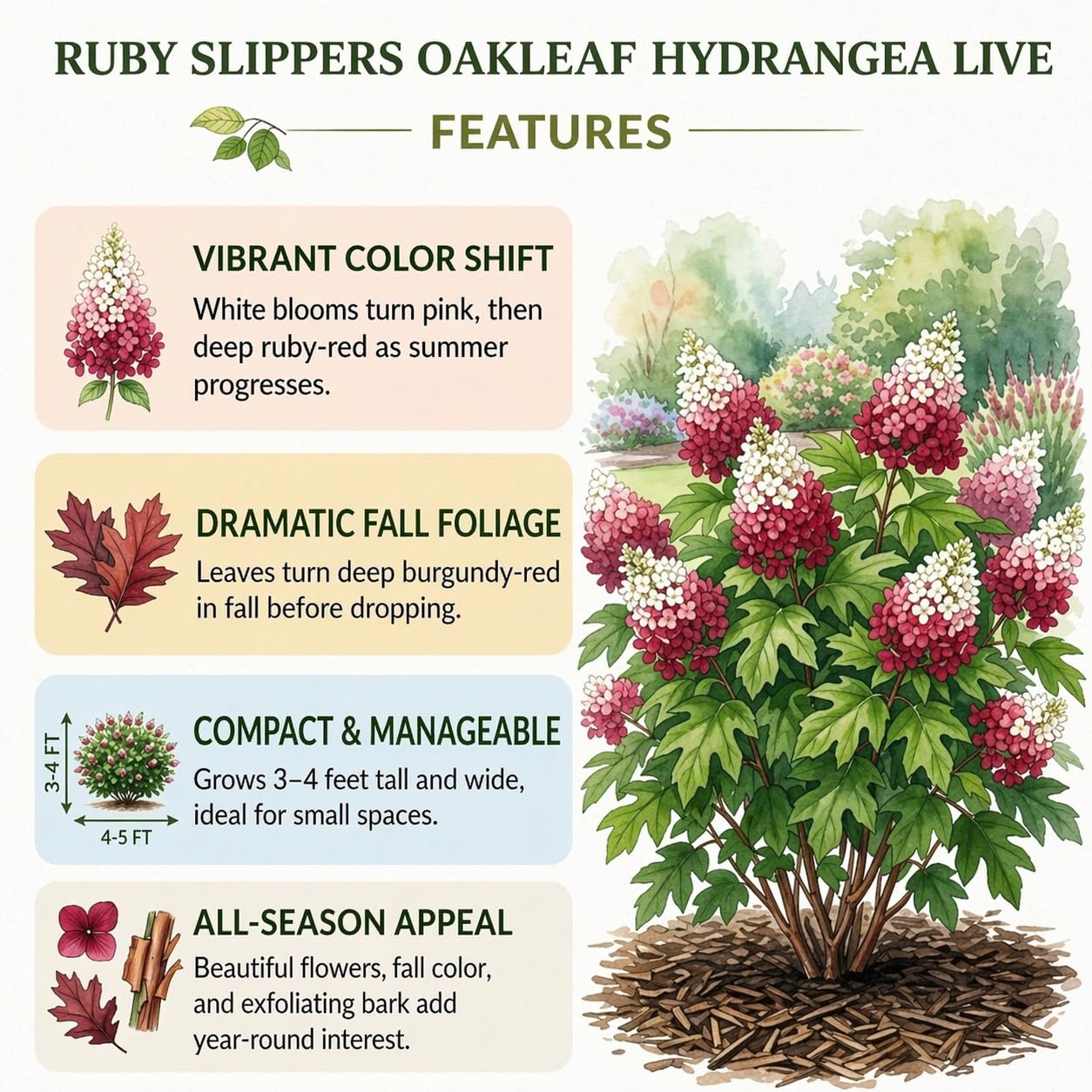 2 Ruby Slipper Oakleaf Hydrangea Live Plants Shrubs, 6-10" Tall - Quart Pot, Hardy Hydrangea Bushes Ready to Plant, Color-Changing Blooms Flowering Shrub for Garden & Landscape
