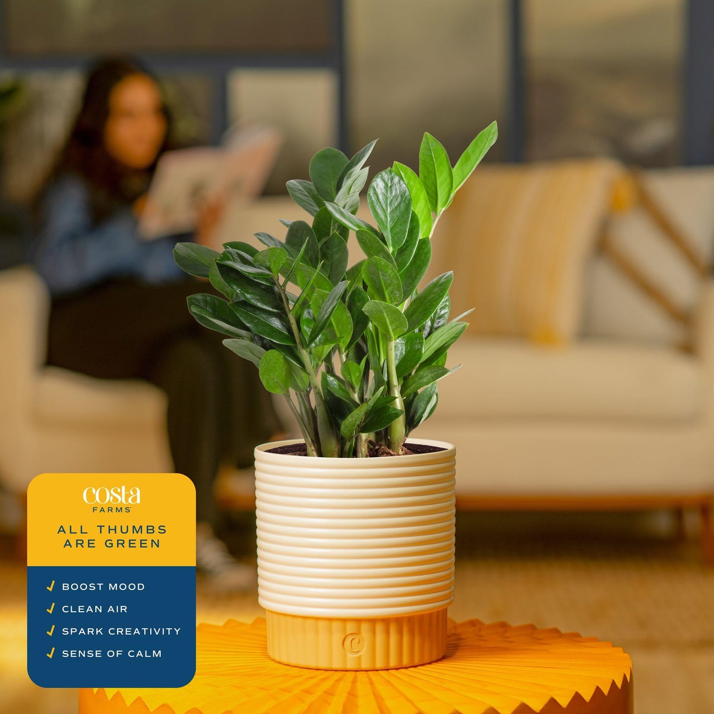 Costa Farms ZZ Live Plant in Decorative Pot, Easy to Maintain, Air Purifying Indoor Houseplant, Perfect for Home, Room, or Office Decor, Great House Warming or Birthday Gift, 12-20 Inches Tall