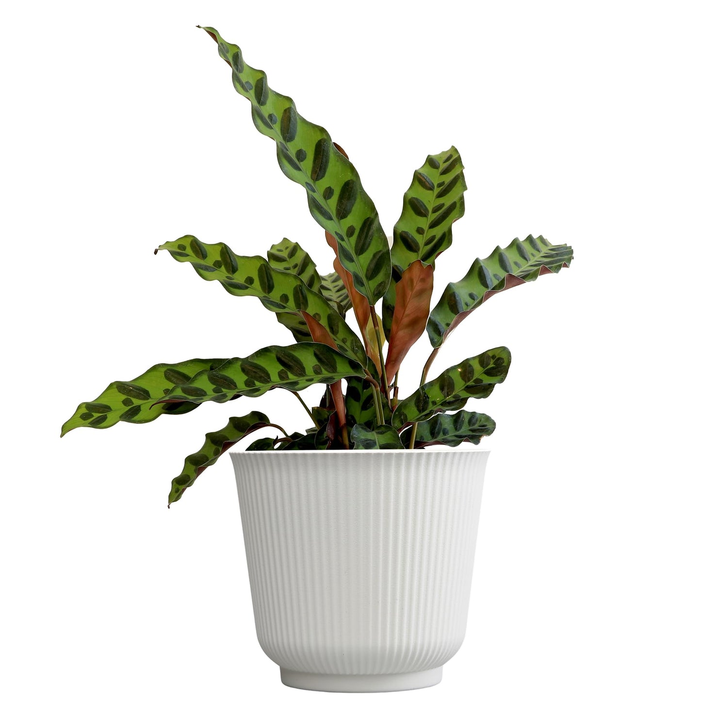 Plants for Pets Rattlesnake Plant Calathea (Lancifolia), Pet Friendly Prayer Decor in 6" White Pot, Live Houseplant Gift, Cat Safe, Decorative Desk House Plants by Plants for Pets