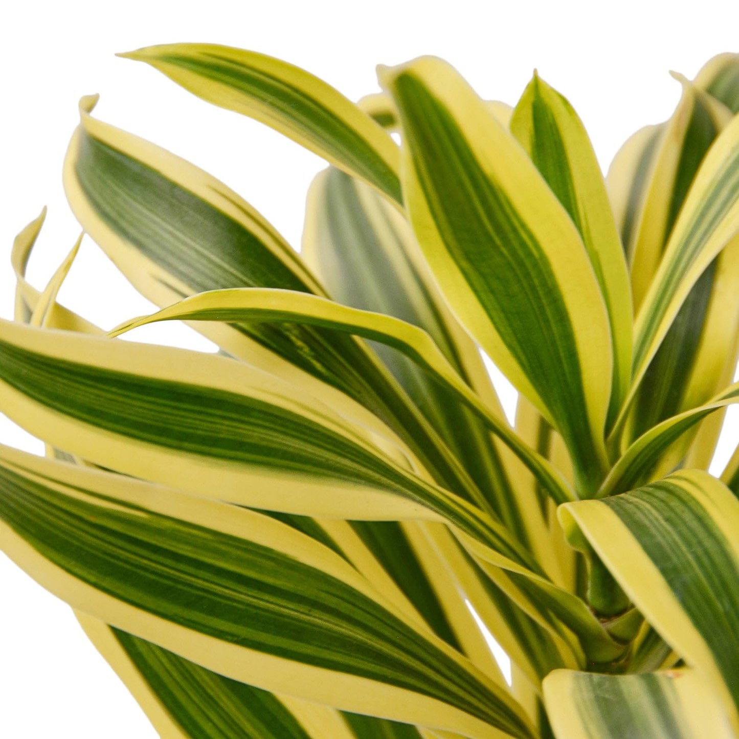 Dracaena 'Song of India' | Live Plant for Indoor & Outdoor | for Living Room, Office, Bathroom | (4" Pot)