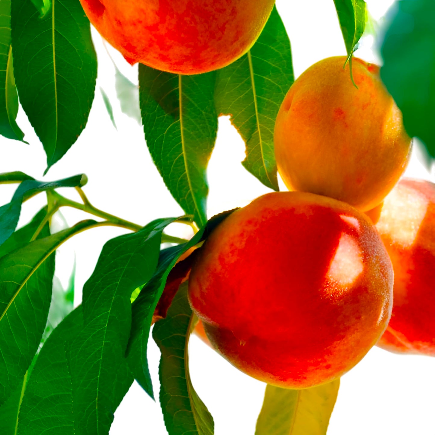 O Henry Peach Tree Live Plant – High-Yield Organic Peach Tree with Sweet, Juicy Fruit for Home Gardens & Patios (5 Gallon/Potted/Single Plant)