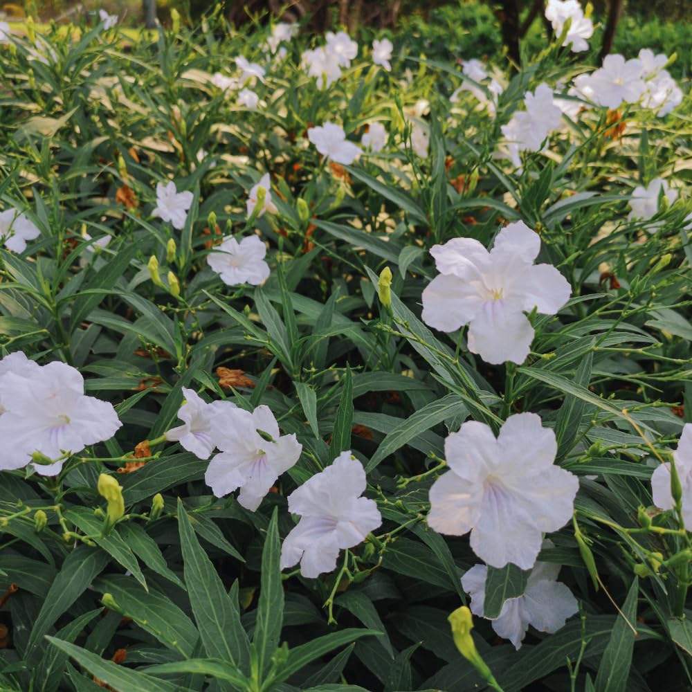 Set 3 of Mix Mexican Petunia Live Plants, Petunia Flower Plants Live Shrub Plant