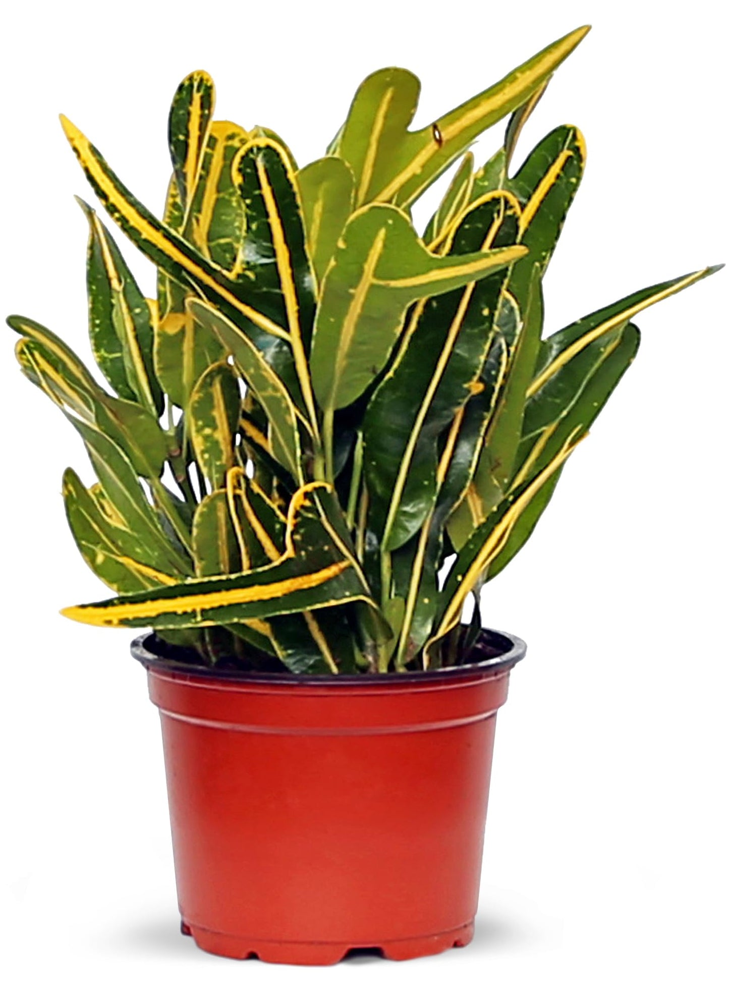 Live Croton Banana, Indoor Potted Houseplant, Christmas Gift for Co-Worker, Housewarming Gift for The First Home, Variegated Plant, Mother's Day Gift, Office Gift in 4" Pot