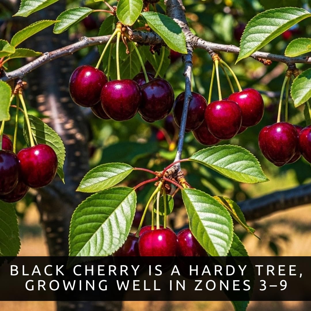 3 Black Cherry Tree Live Plants 1–2 Ft Tall (Prunus serotina) – Fast Growing Native Fruit Tree – Edible Cherry, Wildlife Habitat & Backyard OrchS Plants