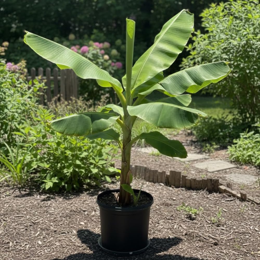 Banana Tree Live Plant, Banana Plant Live, Cold Hardy, Well-Rooted, Sweet Fruit, 4-6 Inches Tall for Outdoor Planting (Grand Nain Banana)