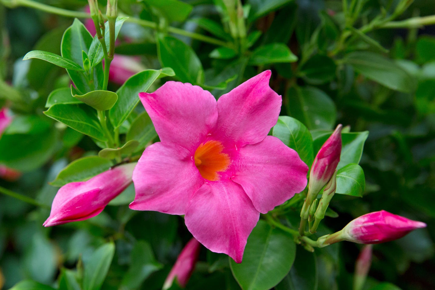 Mandevilla Pink Fury Live Plants (5-9") - Pack of 2 (Two) - Hot Pink Rocktrumpet Vine - Heat Tolerant Tropical Climber - Fast Growing Patio Container Garden - Hummingbird Magnet