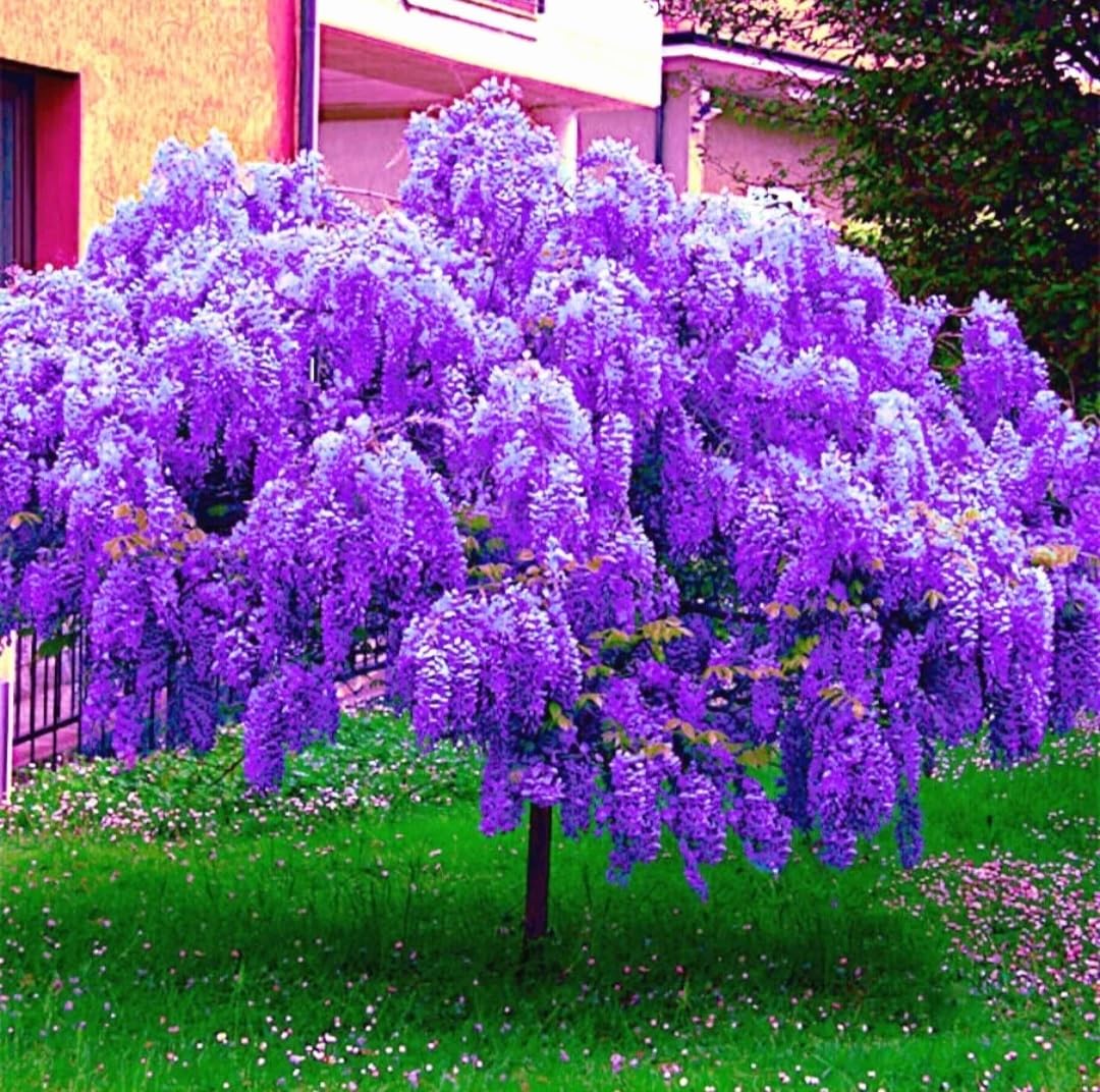 25 Wisteria Seeds Purple Flowers Blue Moon Wisteria Chinese Blue Wisteria sinensis Tree Fast Climber Flower Vine Hardy Plant