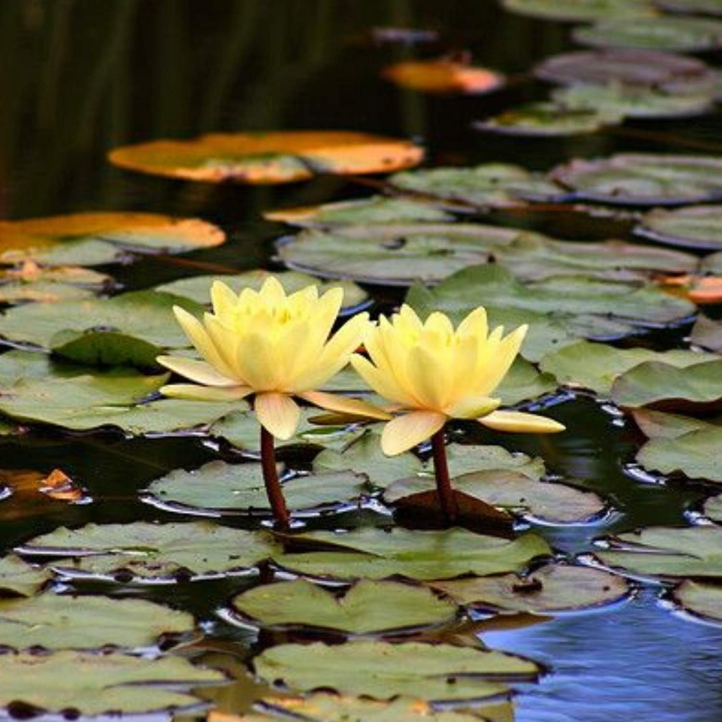 Planterest - Nymphaea Dinner Light Yellow Hardy Water Lily Rhizome Live Aquarium Plant BUY2GET1FREE