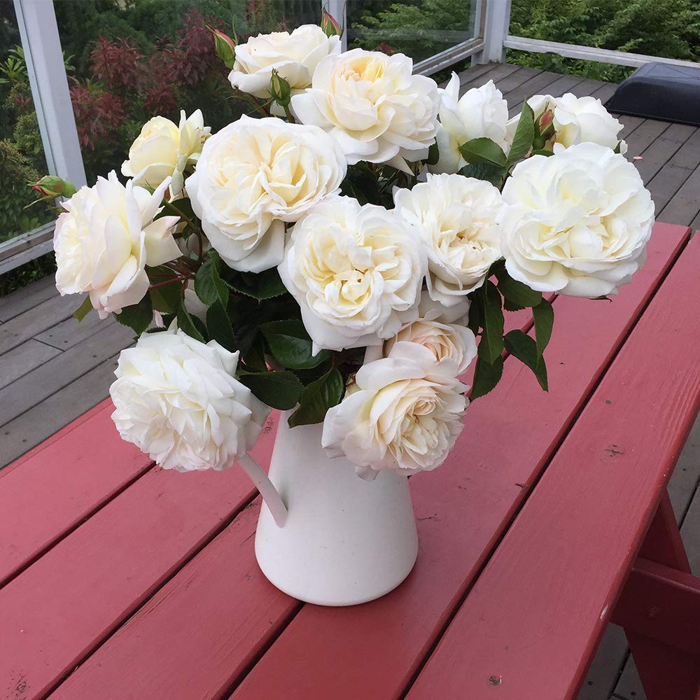 Heirloom Roses Rose Plant - White Gold Live Rose Bush, Shrub Rose Plant for Planting Outdoors