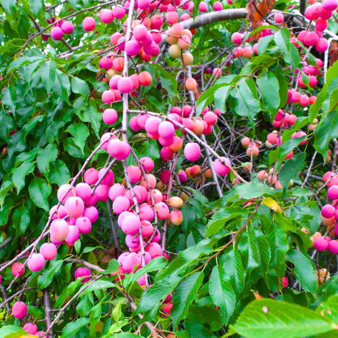 1-2 Feet Plum Tree Live Plant for Planting, No Pot Plum Tree Sweet Fruit, Cold Hardy, Dormant in Winter, Spring Planting