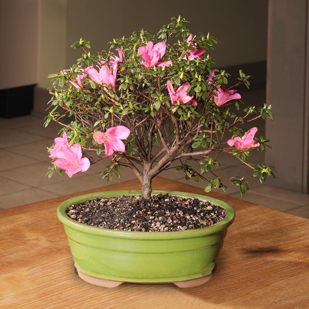 Brussel's Bonsai - Live Satsuki Azalea Flowering Bonsai Tree in Ceramic Bonsai Pot, Outdoor Bonsai Tree Live Plant, 8 Years Old, 10-14 Inches Tall, Easy Care Plant for Patio Garden (Large)