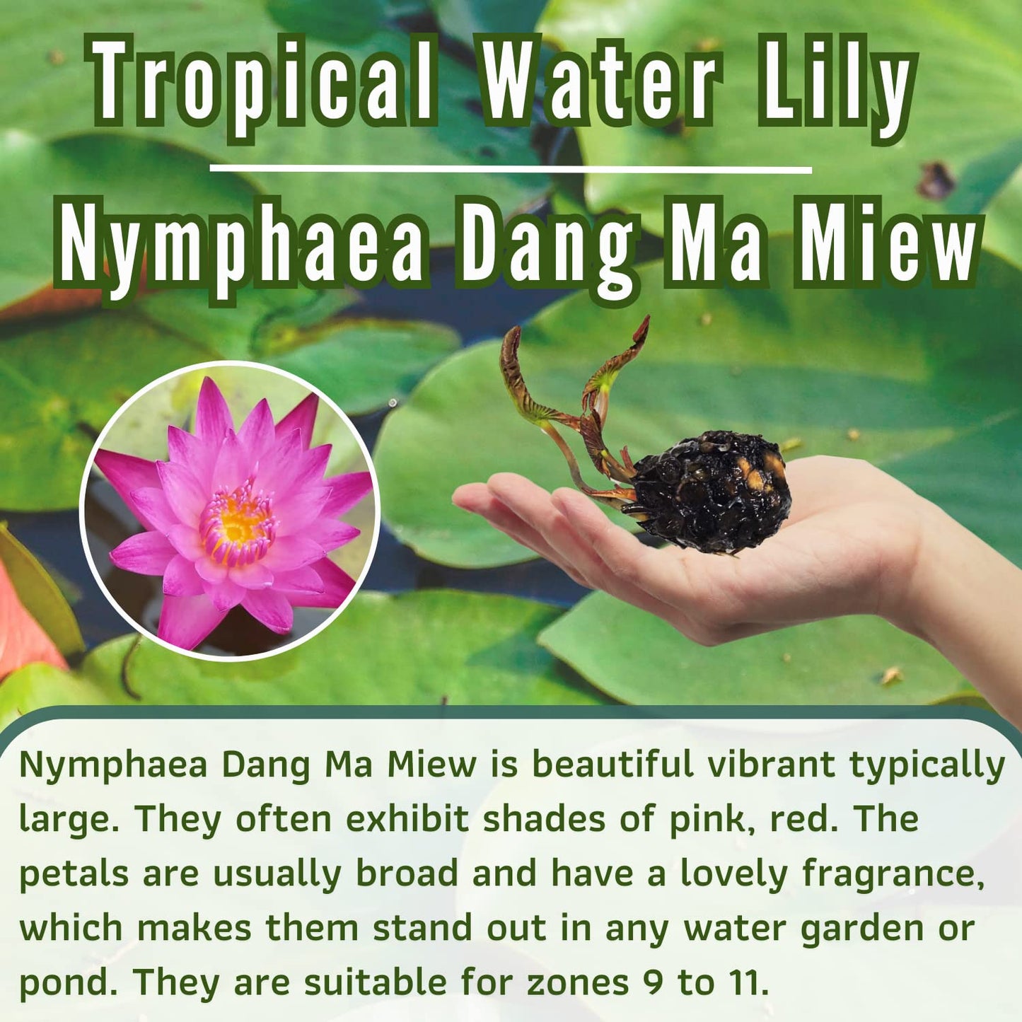 Mainam Mix Colorful Tropical Water Lily Tuber Live Aquarium Plant for Freshwater Fish Pond Balcony Buy 2 GET Fertilizer Free (Red Nymphaea Dang Ma Miew)