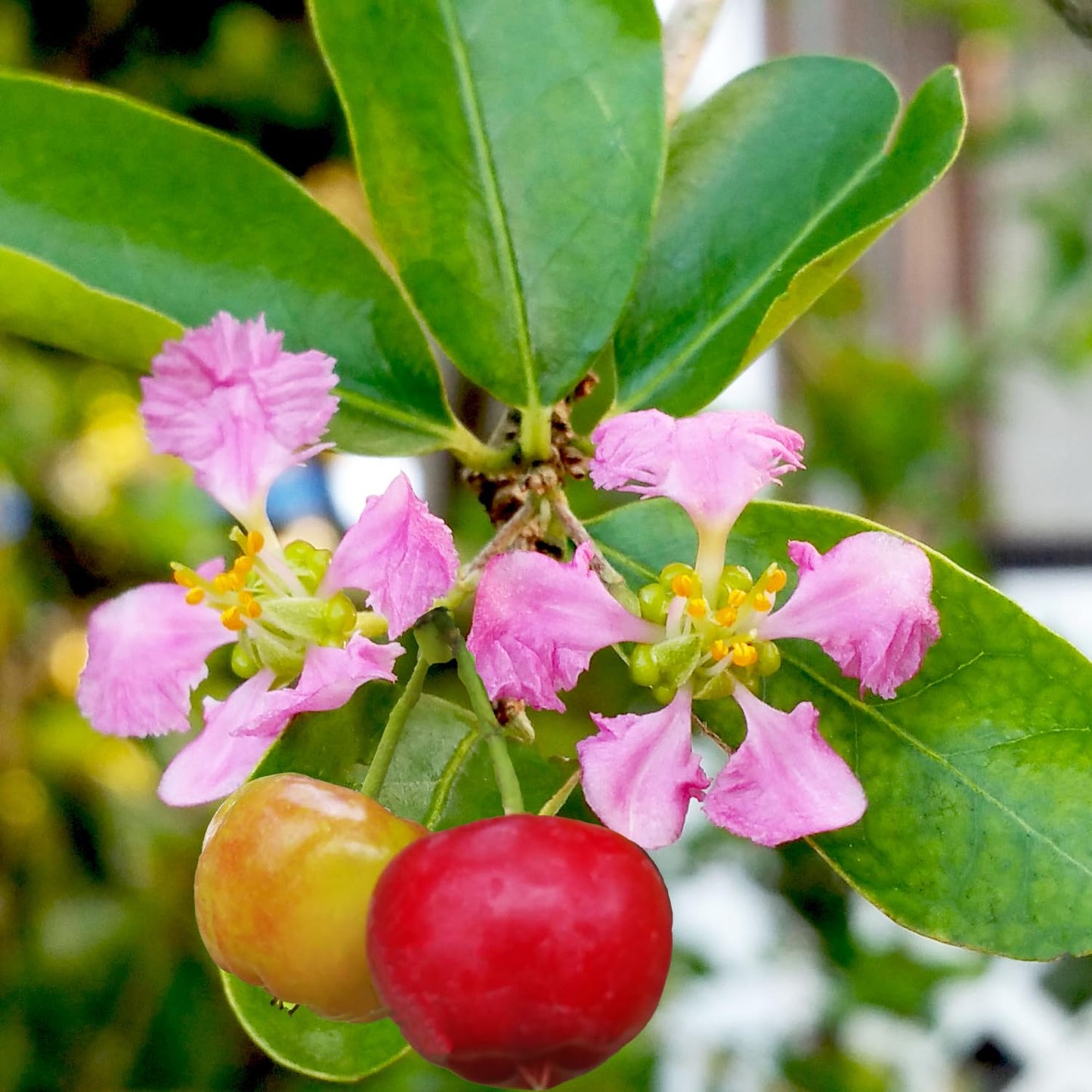 Barbados Cherry Tree Live Plant for Planting, 4-8 Inch Tall, Acerola Barbados Cherry Plant Live Ready to Grow Outdoor, Ship No Pot