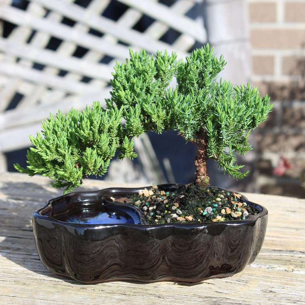 Brussel's Bonsai - Live Green Mound Juniper Bonsai Tree in Zen Reflections Pot, Outdoor Bonsai Tree Live Plant, 3 Years Old, 6-8 Inches Tall, Easy Care Bonsai for Patio Garden (Small)