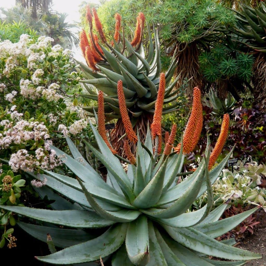 Palm Beach Medicinal Herbs - Fond of Stones Aloe (Aloe petricola) - Packet of 10 Seeds