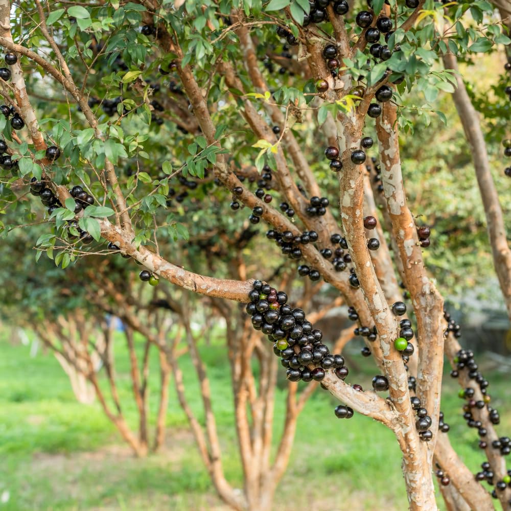 Sabara Jaboticaba Tree Live Plant, Jabuticaba Fruit Tree, Sweet and Edible Fruit for Outdoor Gardening, Starter Tree in Pot (One Gallon)