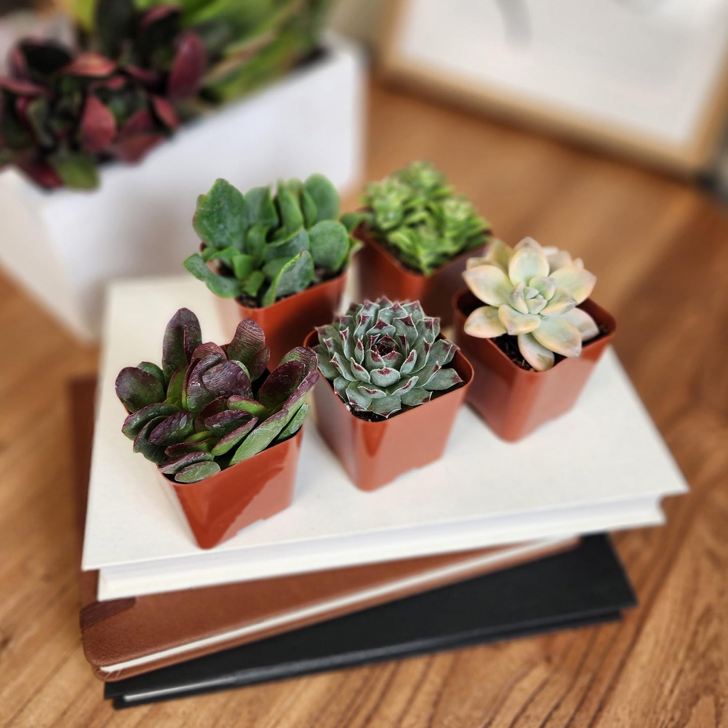 Live Succulents Plant Pack (6-Pack), Real Succulent Plants & Mini Plants for Beginners, Live House Plants, Mini Succulents, Outdoor & Indoor Plants, Live Plants in 2" Grower Pots by Plants for Pets