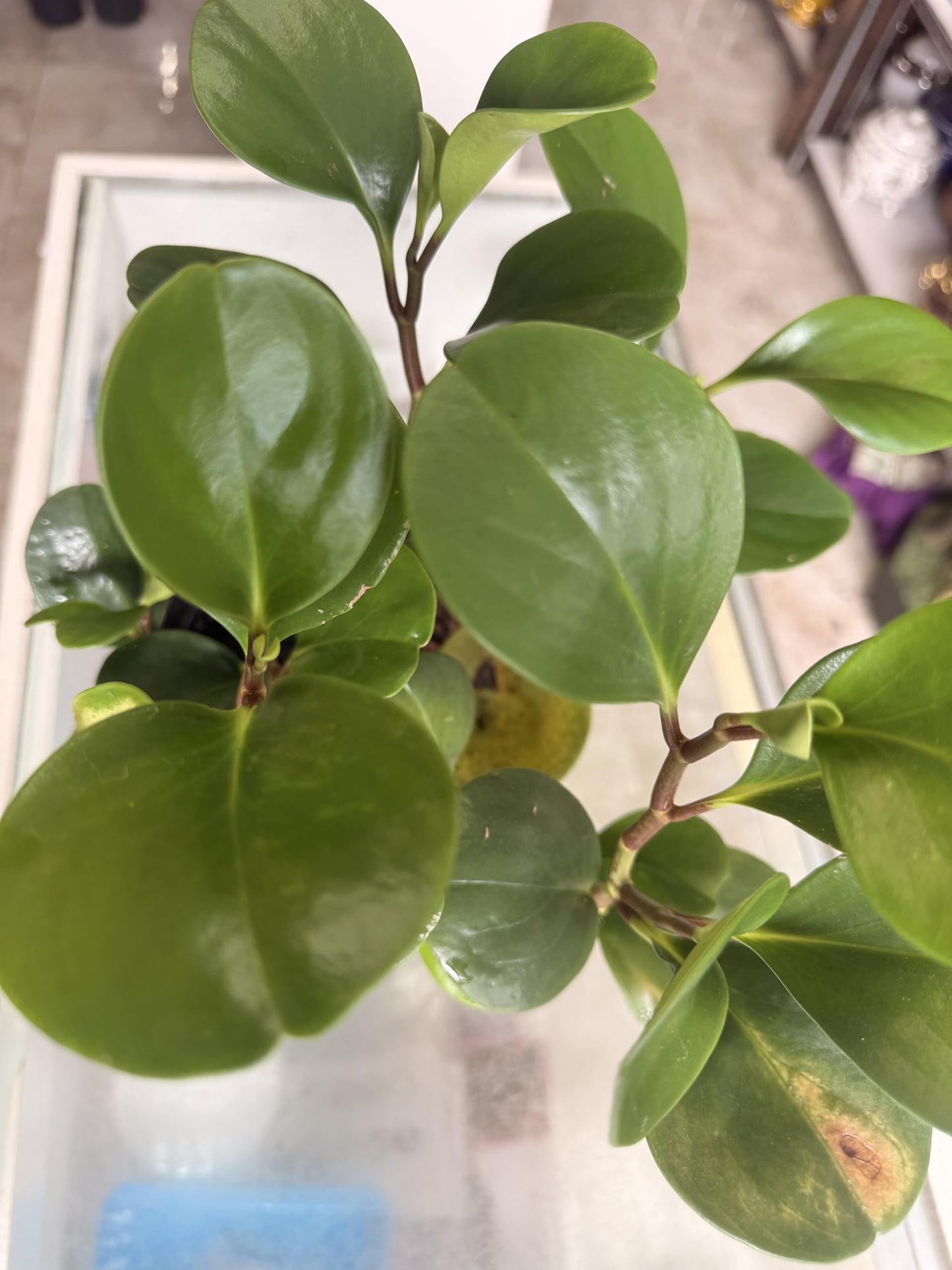 Plant of Money. Peperomia obtusifolia, Live Indoor Plant, 4 inch Pot.