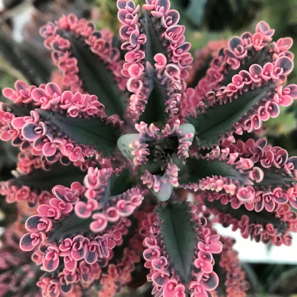 Kalanchoe Pink Butterfly Plant Live, Pink Kalanchoe Plant Live in 2 Inches Pot, Variegated Mother of Thousands Succulent Houseplant
