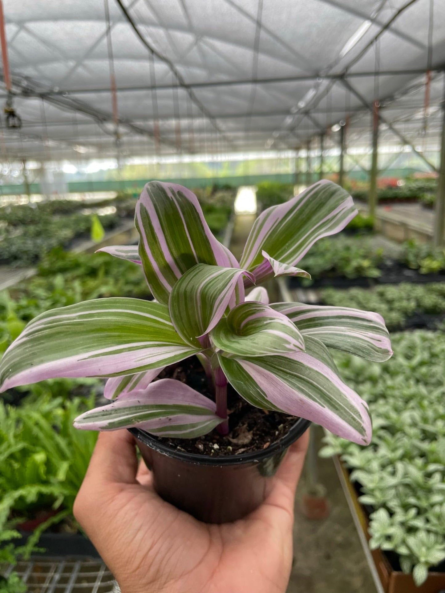 Tradescantia Nanouk | Live Plant for Indoor & Outdoor | for Living Room, Office, Bathroom | (4" Pot)