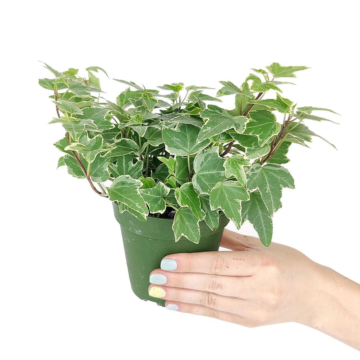 Golden English Ivy - Hedera Helix Kolibri (4" Grower Pot) - Eye-catching, Air-Purifying, Easy to Grow Houseplant - Best Trailing Houseplant for Home and Office Decoration