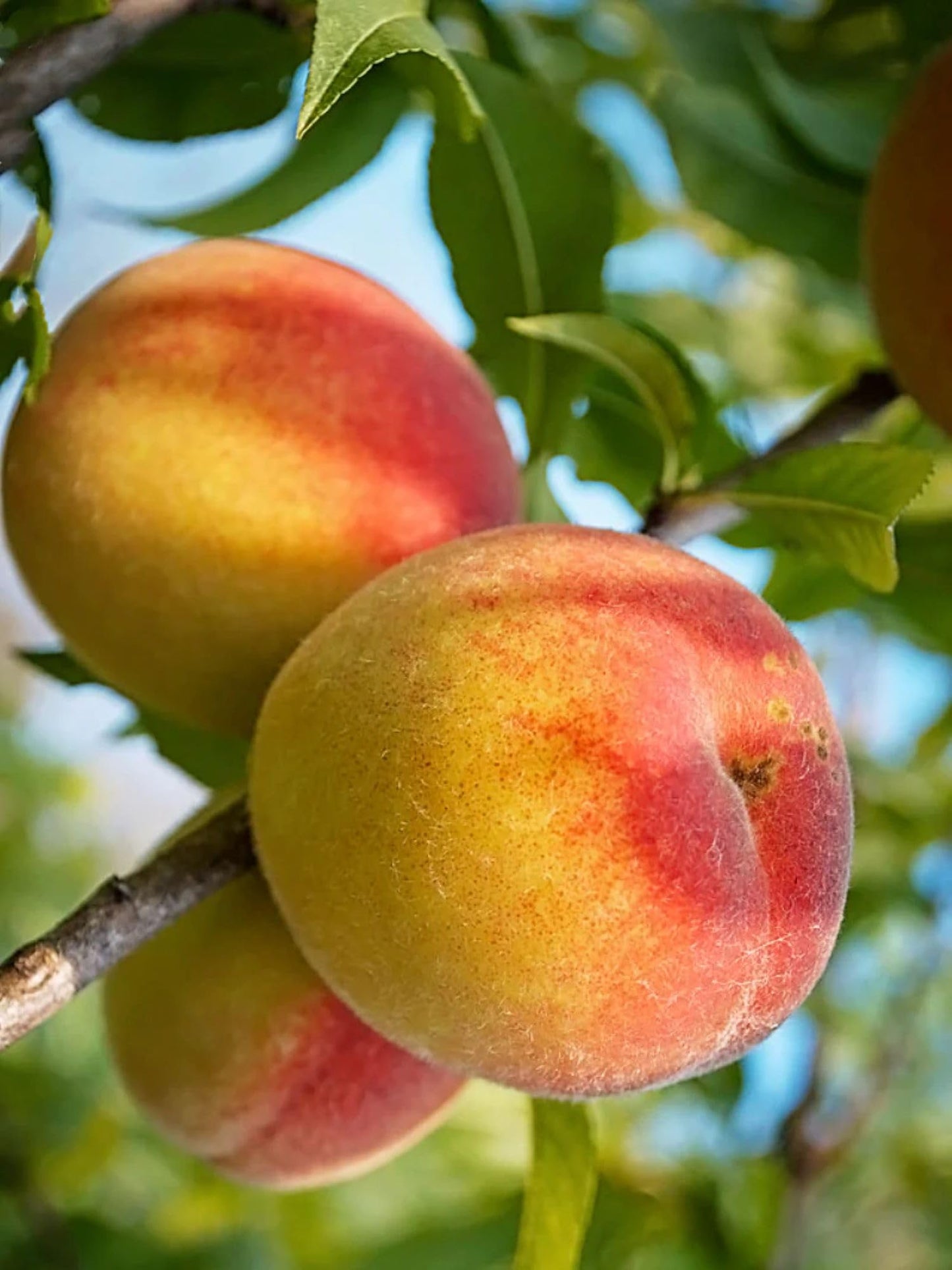 American Plant Exchange Peach Tree 'Belle of Georgia' – 5-Gallon Pot – Live Fruit-Bearing Tree, Cold-Hardy, Sweet & Juicy White Peach Harvest for Home Orchards, Gardens & Edible Landscapes