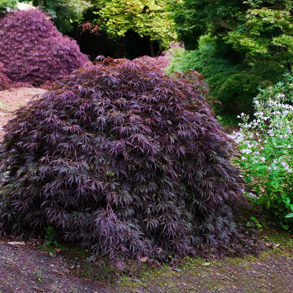 Brighter Blooms - Tamukeyama Japanese Maple Tree, 2-3 ft. - No Shipping to AK, AZ, HI