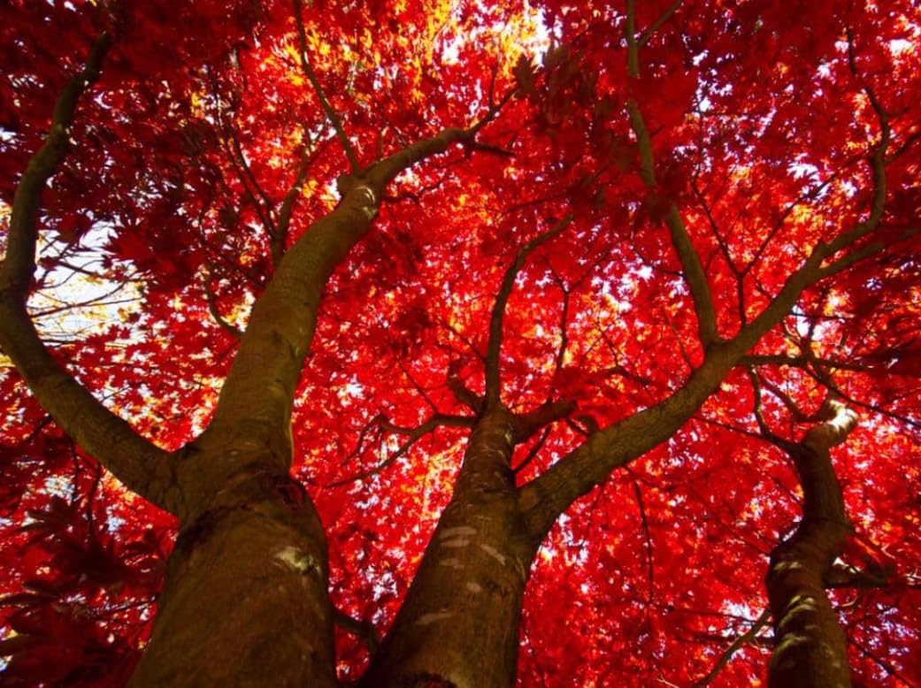 October Glory Maple Tree - 6-12" Tall Live Plant - 2.5" Pot - Orange/Red Maple Seedling - Acer rubrum 'October Glory'