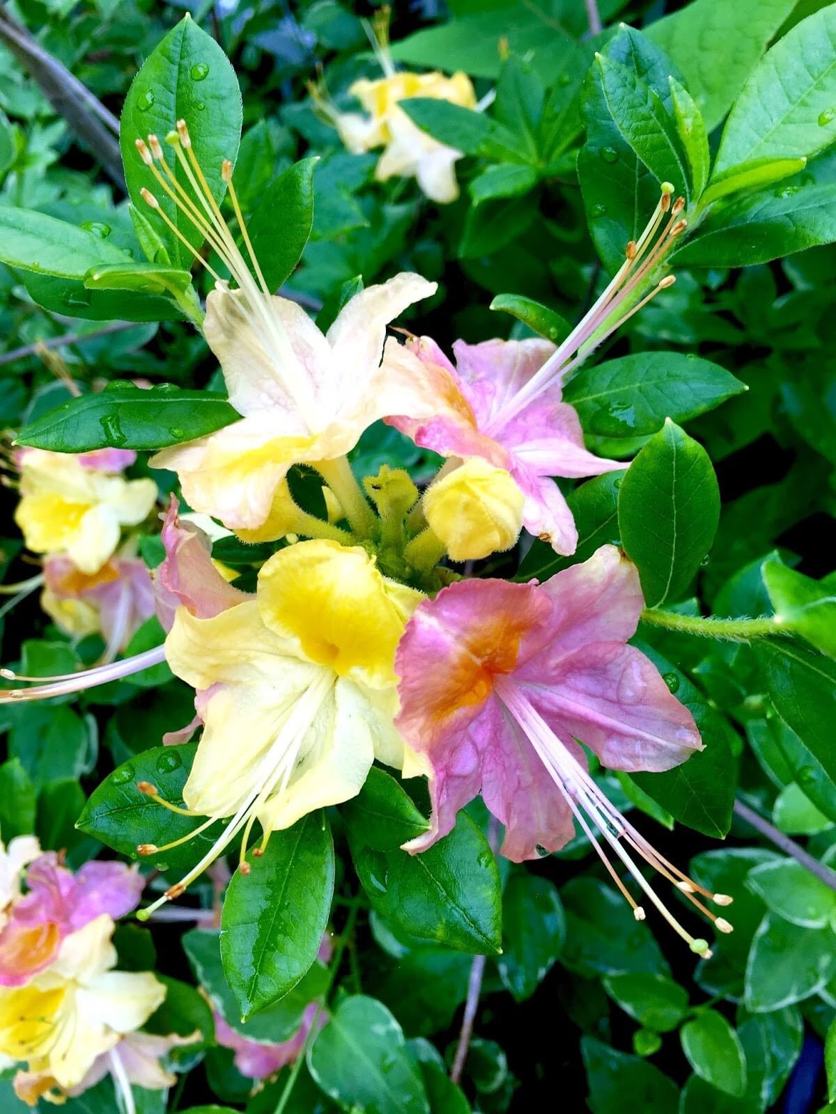 Live Plant - Garden Rainbowpink & Yellowazalea Rhododendronrooted Plantmay Be Dormant!