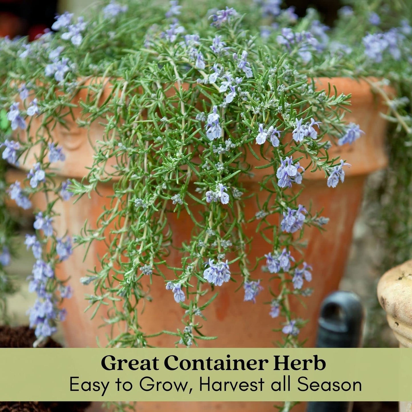 Clovers Garden Trailing Creeping Rosemary Herb Plant – Two (2) Live Plants – Non-GMO - Not Seeds - Each 4" to 8" Tall – in 4" Inch Pots - Cascading Growth, Versatile Uses