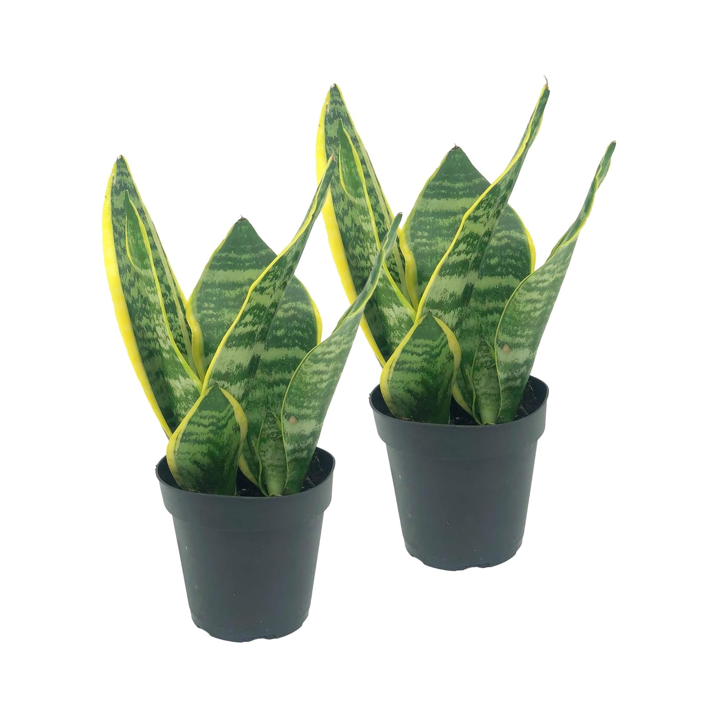 Live Snake Plant – Sansevieria Superba Trifasciata – ragnaroc Tropical Plant in 4” Pot +6” Plant Height - 2ct - Indoor House Plant in Pot, Potted Succulent Plant