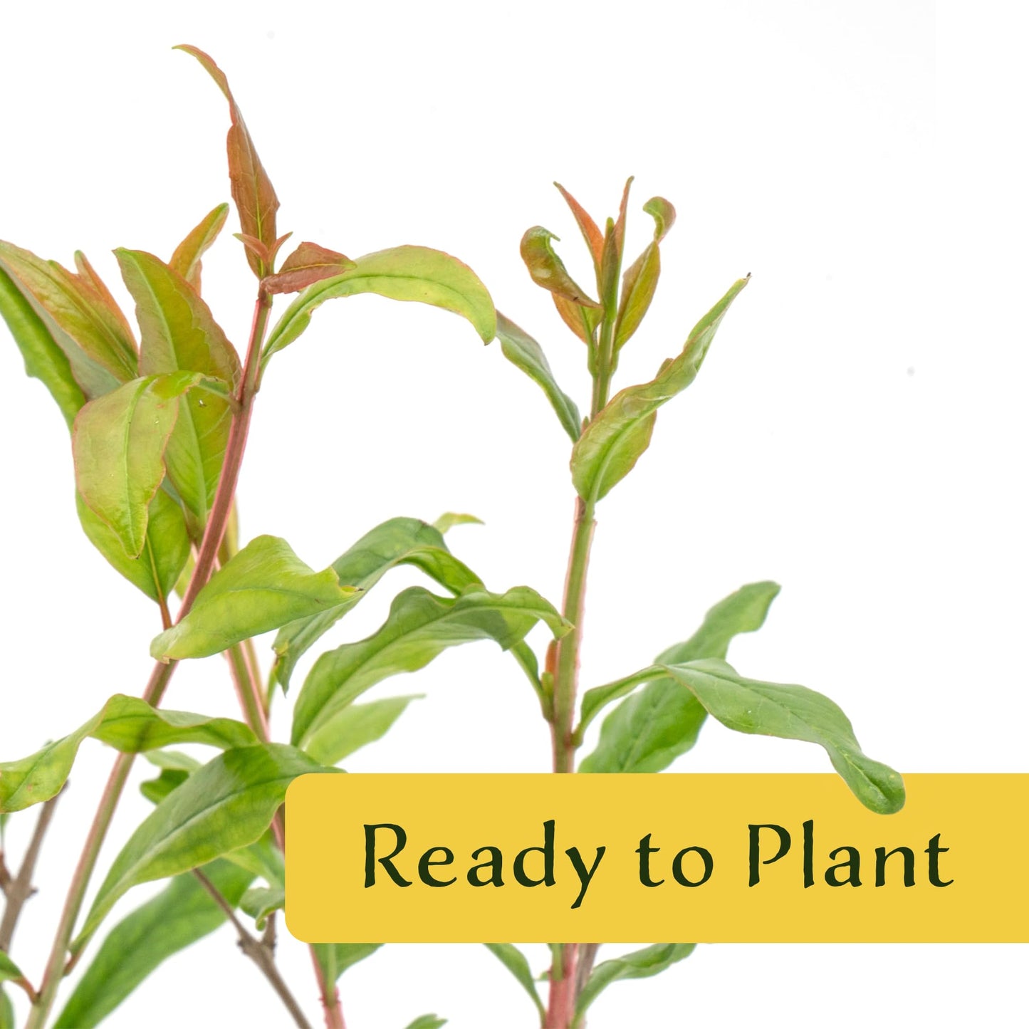 2 Pomegranate Wonderful Trees | Live Saplings in 2.5-inch Nursery Cubes | Punica Granatum 'Wonderful' Variety | Hardy Deciduous Trees and Shrubs | Red Fruit-Bearing Plant
