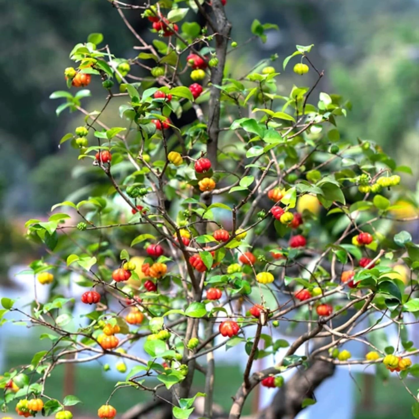 Dwarf Barbados Cherry Plant Live, Acerola Red Cherry Seedlings, 5-9” Tall, Cherry Fruit Trees for Backyard