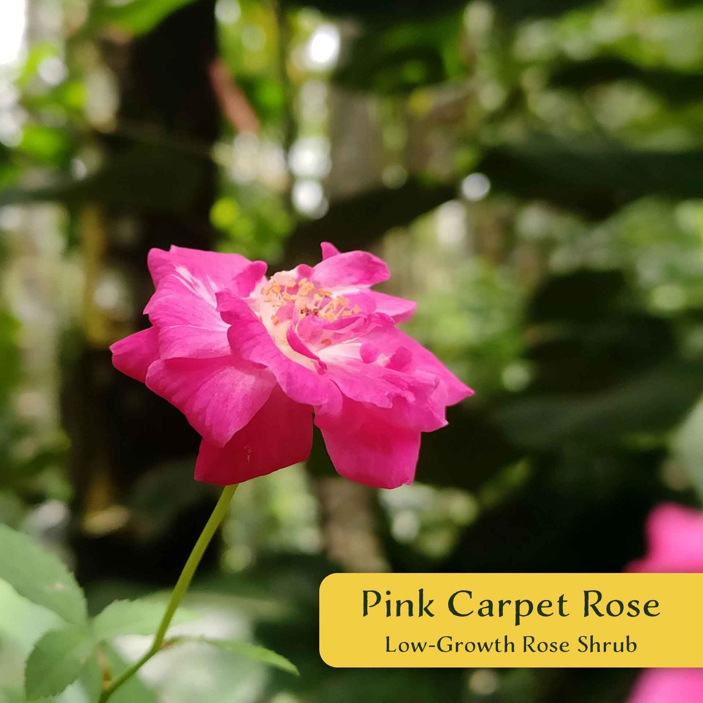 2 Pink Carpet Rose in 3.5” Nursery Cubes (Rosa ‘Flower Cover Pink’) | Low-Growing Groundcover Rose Shrub for Borders, Containers, and Mass Plantings | Ready-to-Plant Live Starter Plants