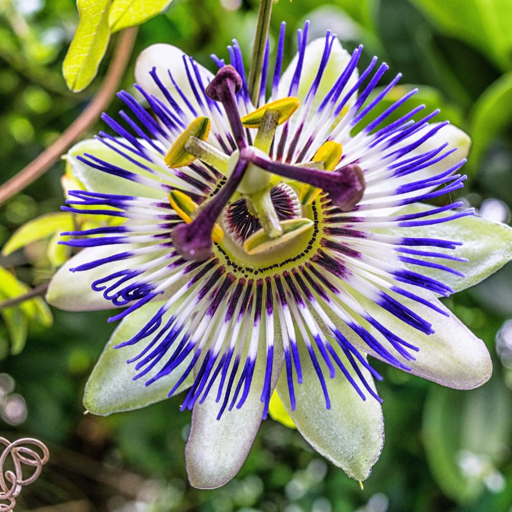 Blue Passion Flower Plant - Blue Passion Flower Vine Live Plant - Size 5 to 7 Inch Tall, Passiflora Flowers Starter Plant, Without Pot