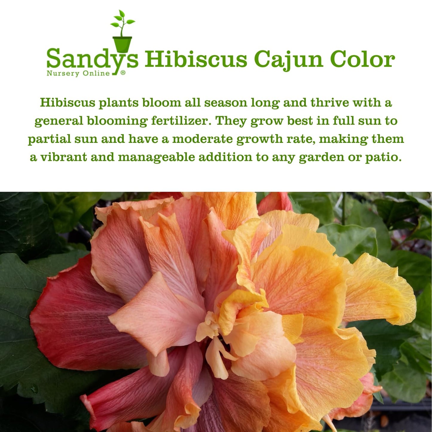 Hibiscus Cajun Color Live Plant – Tropical Flowering Shrub – BlackBerry Jam Starter Plant Hibiscus Hybrid for Garden or Patio – Exotic Flowers, Hibiscus Starter Plant