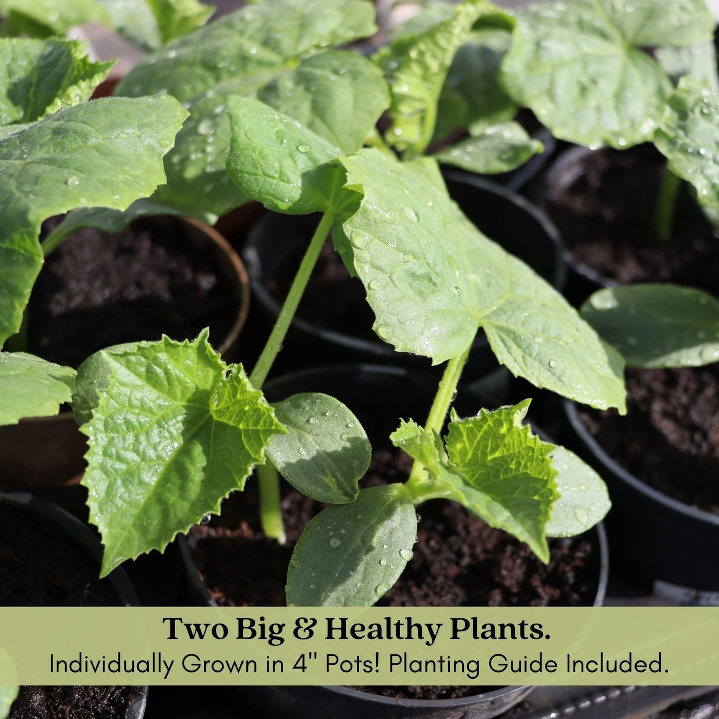 Clovers Garden Cucumber Patio Snacker Plants - Two (2) Live Plants – Non-GMO - Not Seeds - Each 4" to 8" Tall – in 4" Inch Pots - Burpless, High Yield, Compact