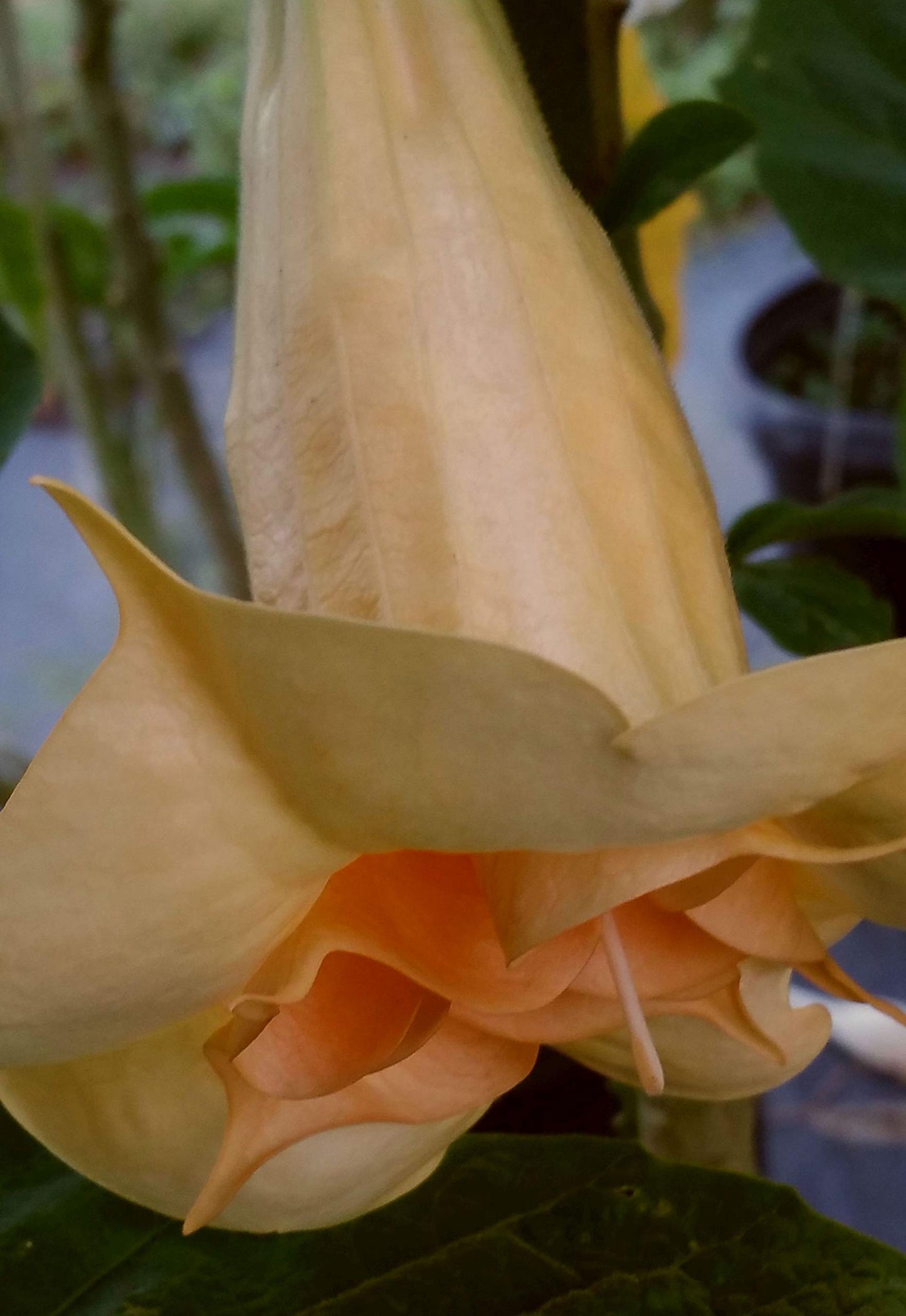 Angels Gold Face Brugmansia Live Plant Unusual Fragrant Golden Yellow Apricot Double Trumpet Flowers Starter Size 4 Inch Pot