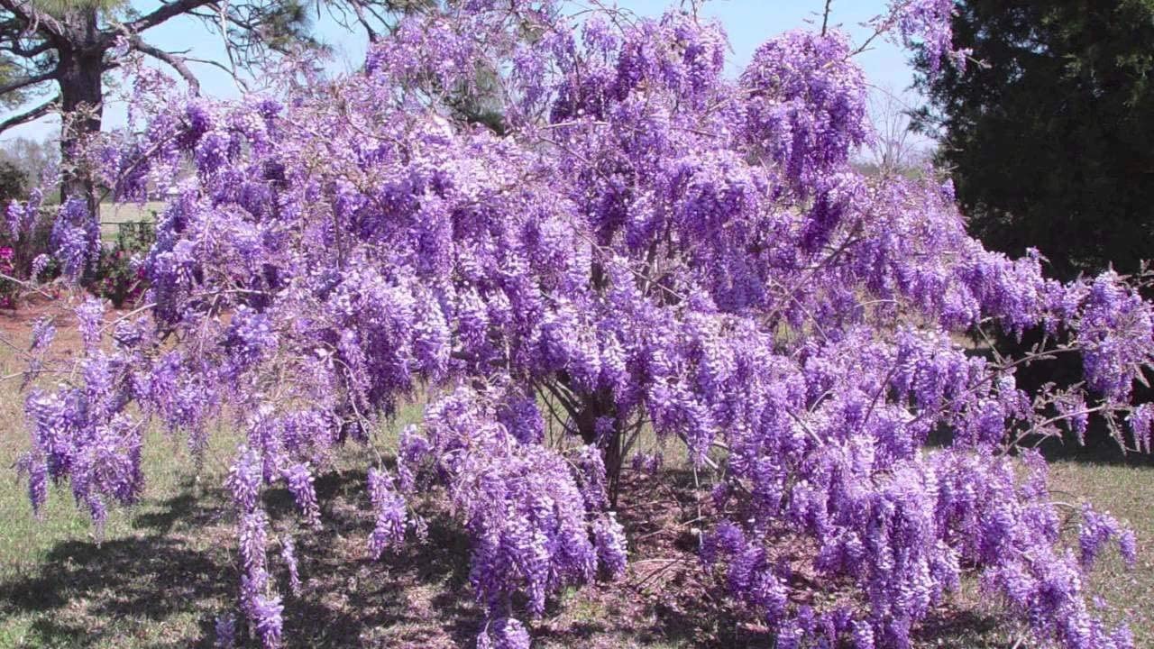 Purple Chinese Wisteria Tree - 6-12" Tall Seedling - 2.5" Pot - Live Plant - Wisteria sinensis