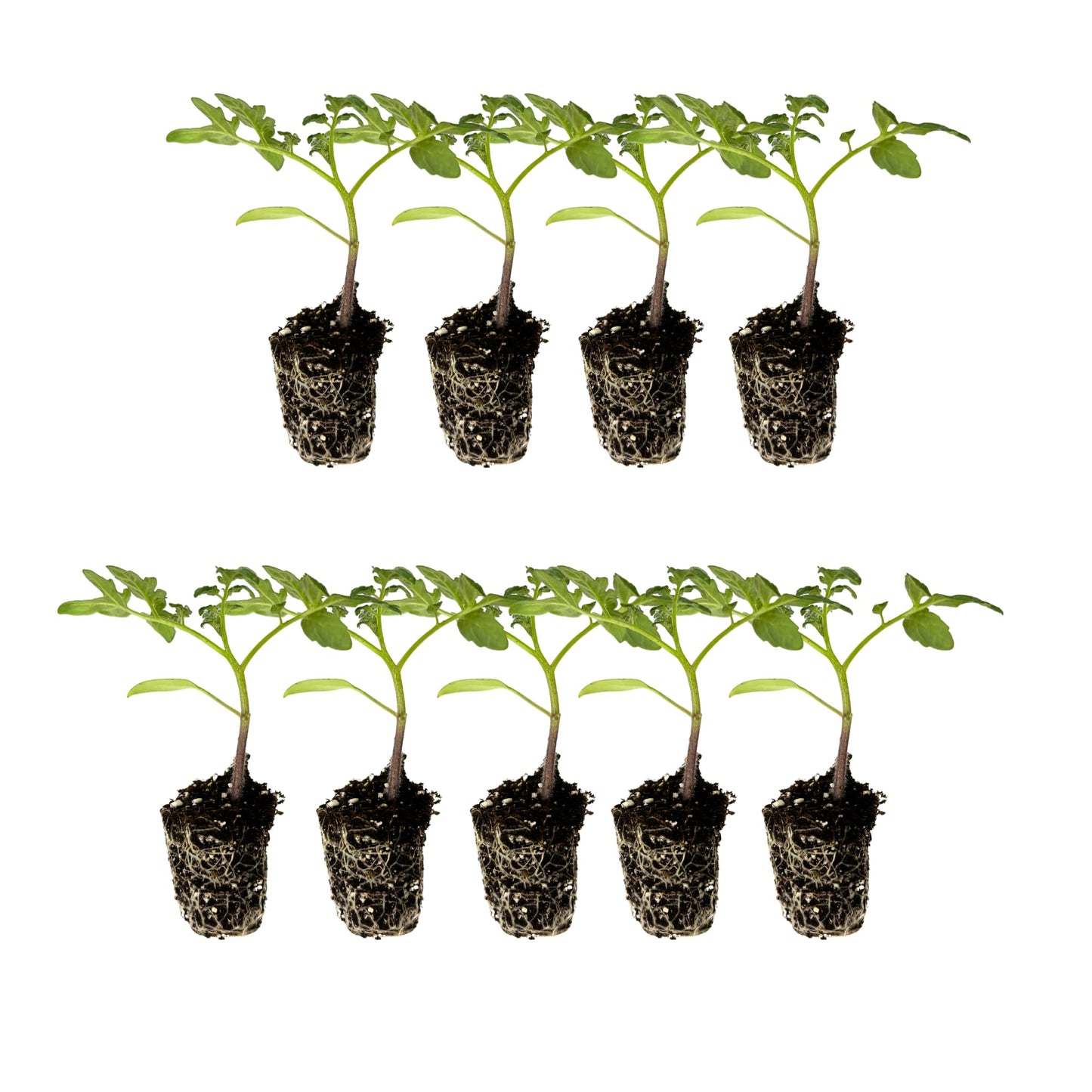 Tomato Starter Live Plug Plants 9 Plants – Heirloom & Hybrid: Brandywine Pink, Cherokee Purple, Mortgage Lifter, Yellow Pear, Better Boy Plus, Wonderstar Pink, Supersweet 100, Beefmaster, La Roma