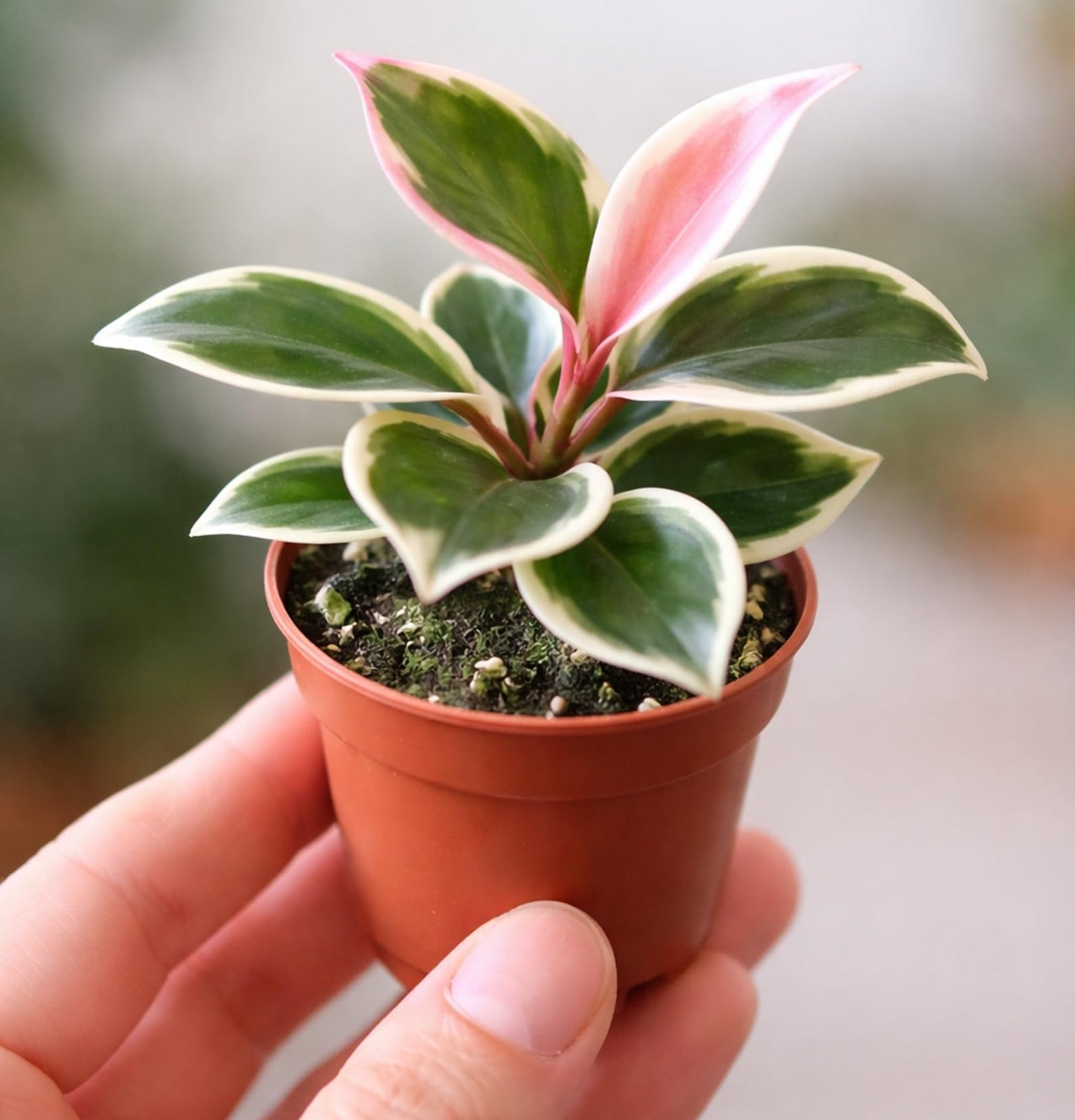 Hoya Carnosa ‘Crimson Queen’ Live Plant – 2 Inch Starter Pot – Variegated Wax Plant with Pink New Growth – Easy Care Indoor Houseplant