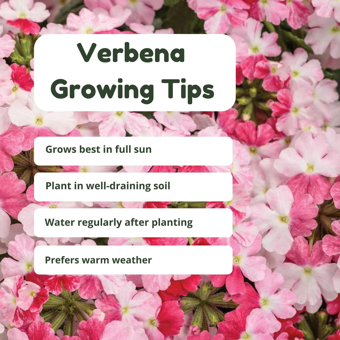 Set 2 Verbena Live Plants, Perennial Verbena Flowers, Long-Lasting, Hardy Flowering Plant for Planting (Pink)