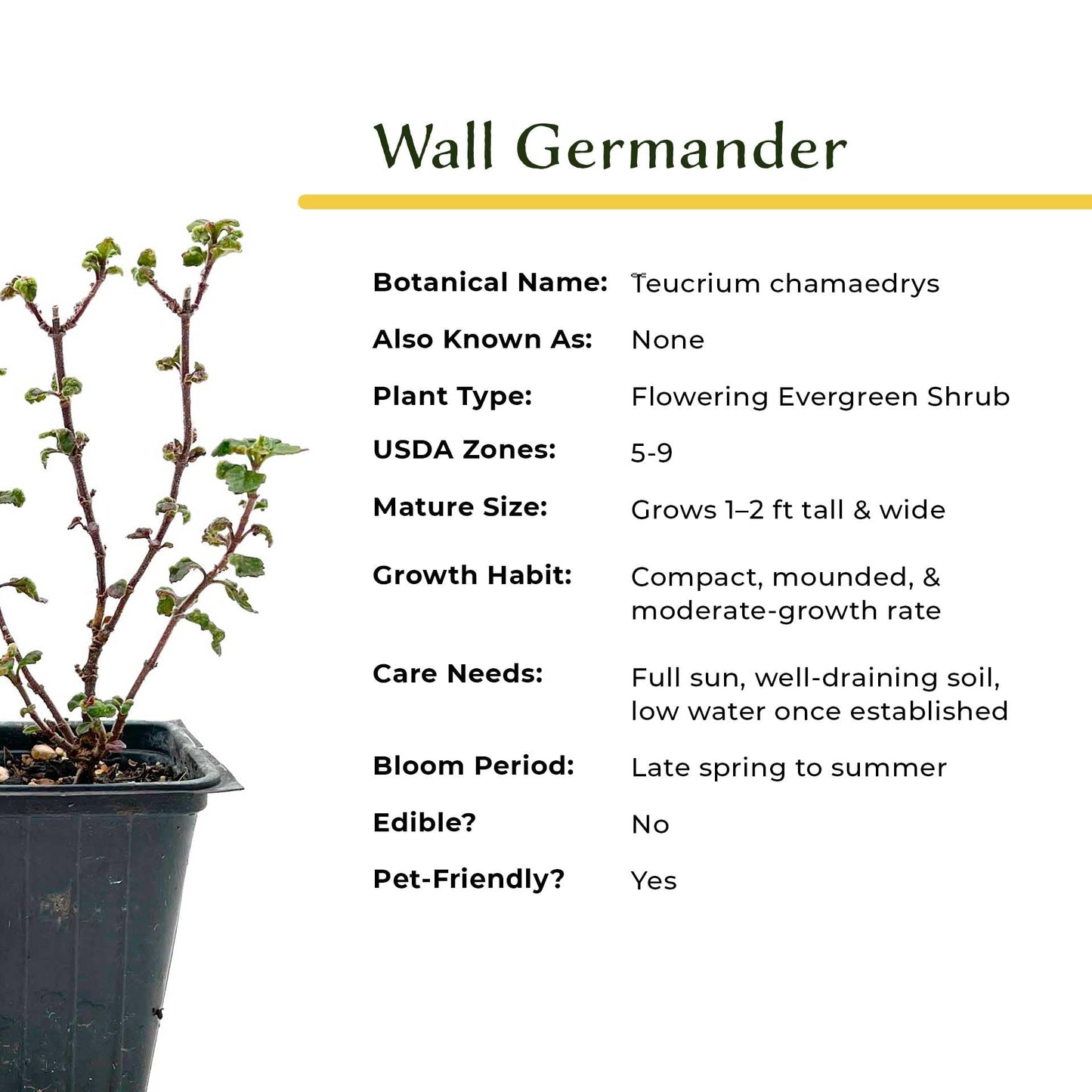 4 Wall Germander – Compact Evergreen Groundcover Shrub with Glossy Aromatic Foliage & Purple Summer Flowers (Teucrium chamaedrys) in 3.5″ Cubes, Live Plants